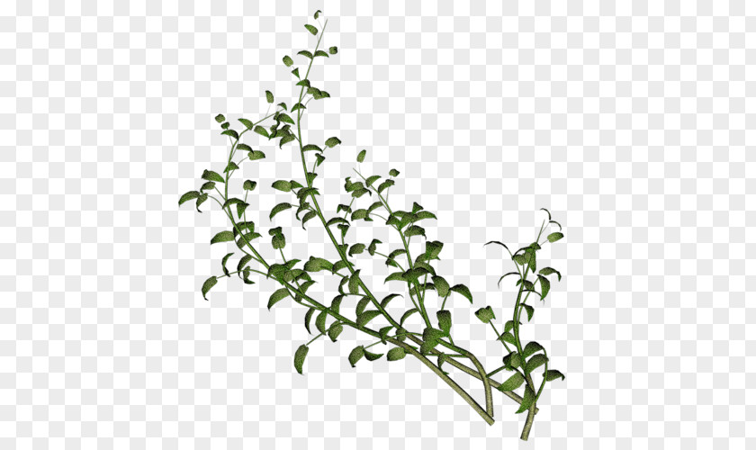 Twigs PNG