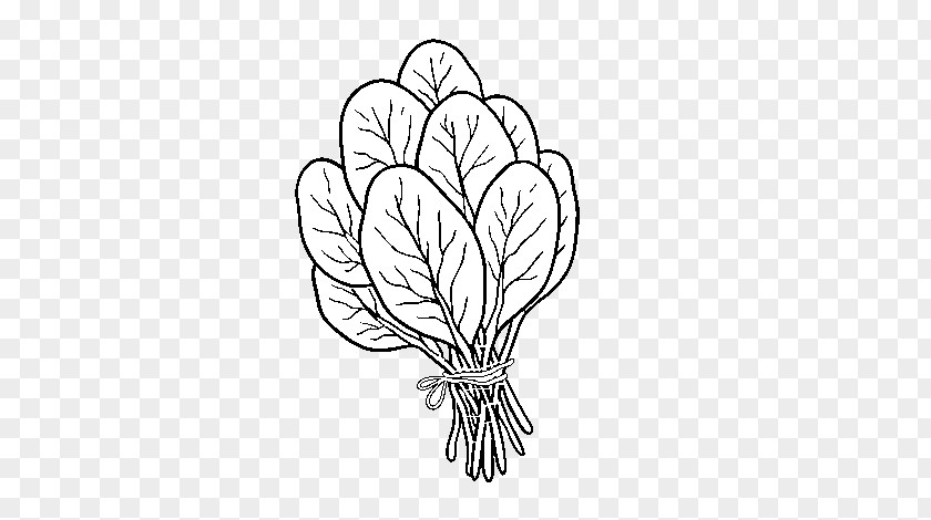 Vegetable Spinach Salad Drawing Clip Art Coloring Book PNG