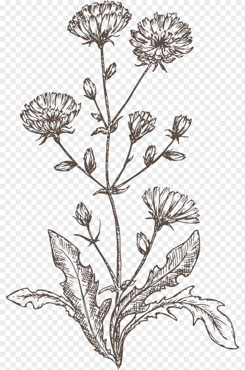 Chicory In Urdu Line PNG