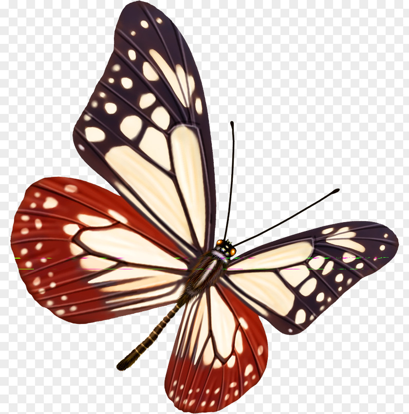 Color Butterfly Paper Wallpaper PNG