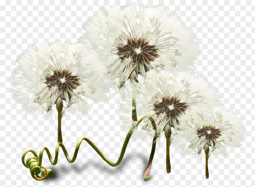 Dandelion Creative Flower Rose Clip Art PNG