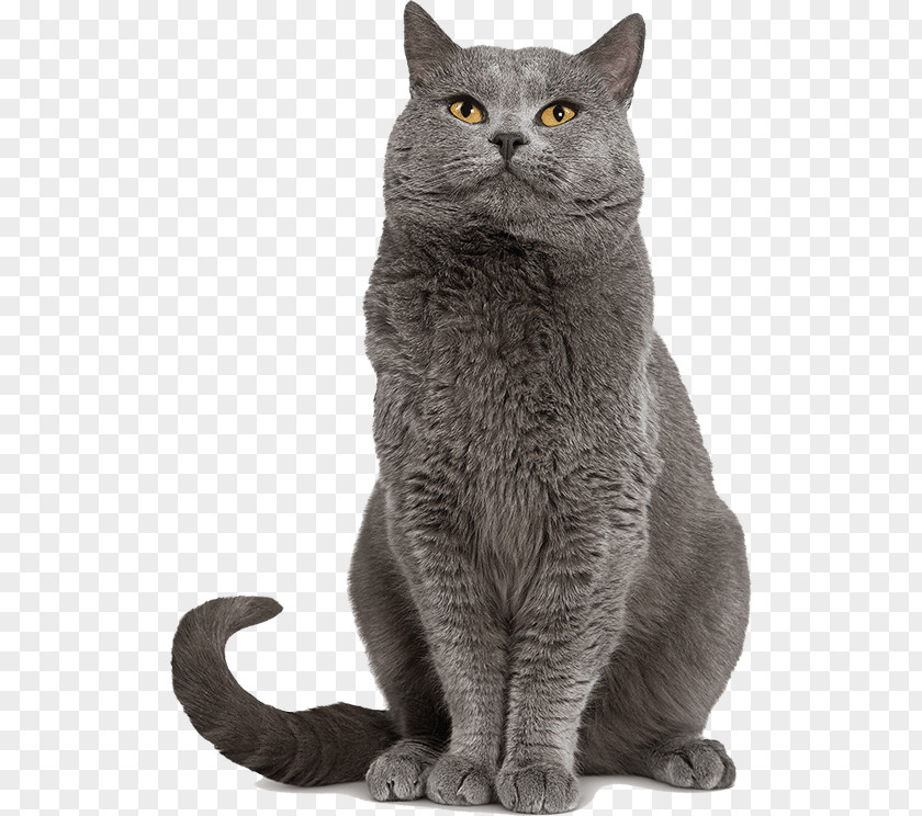 Dog Chartreux Kitten Puppy Cat Food PNG
