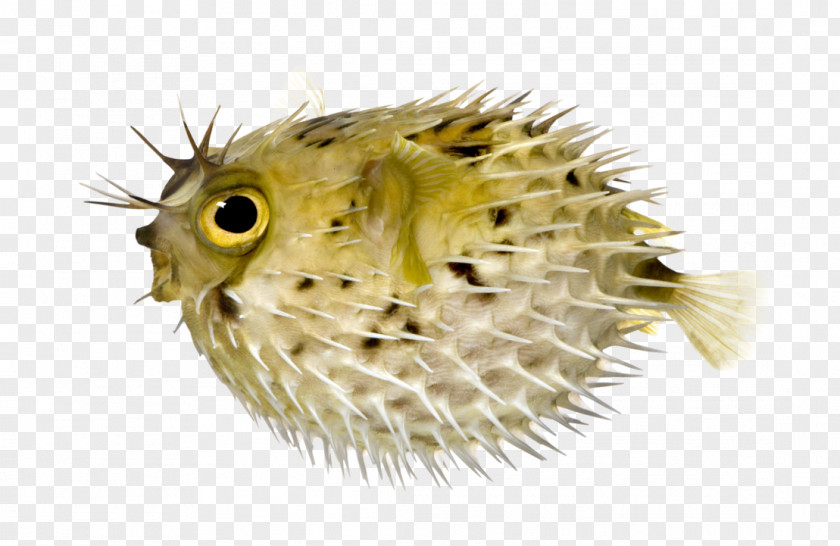 Fish Pufferfish Fugu Long-spine Porcupinefish Lionhead Spot-fin PNG