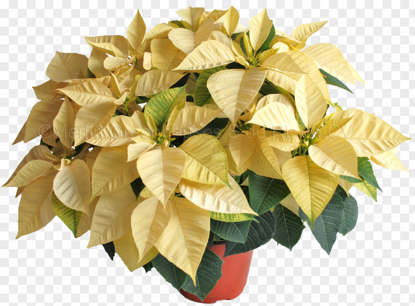 Flower Poinsettia Flowerpot Color White PNG