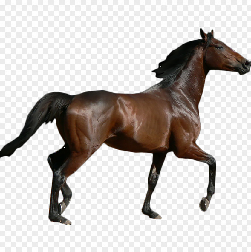 Toy Thoroughbred Schleich Mare Stallion PNG