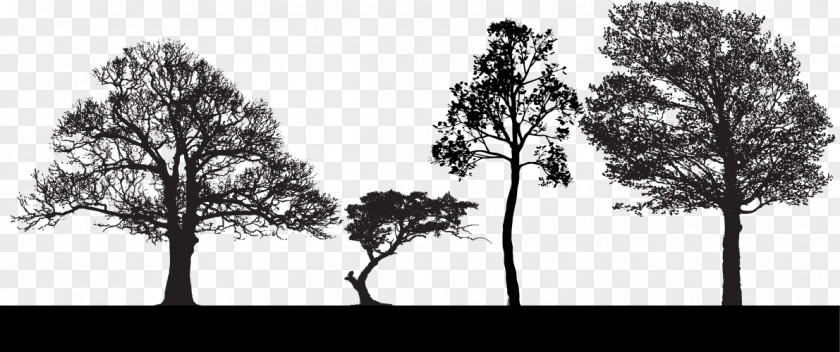 Trees Silhouette Tree Euclidean Vector Clip Art PNG