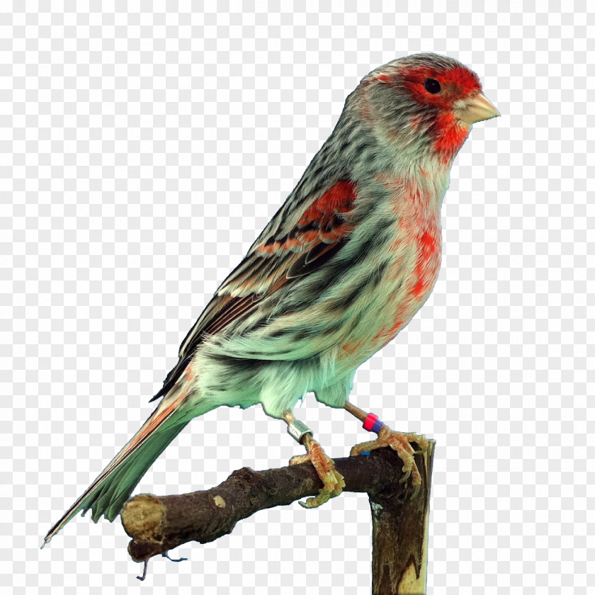 Bird Domestic Canary Finches House Finch Saffron PNG
