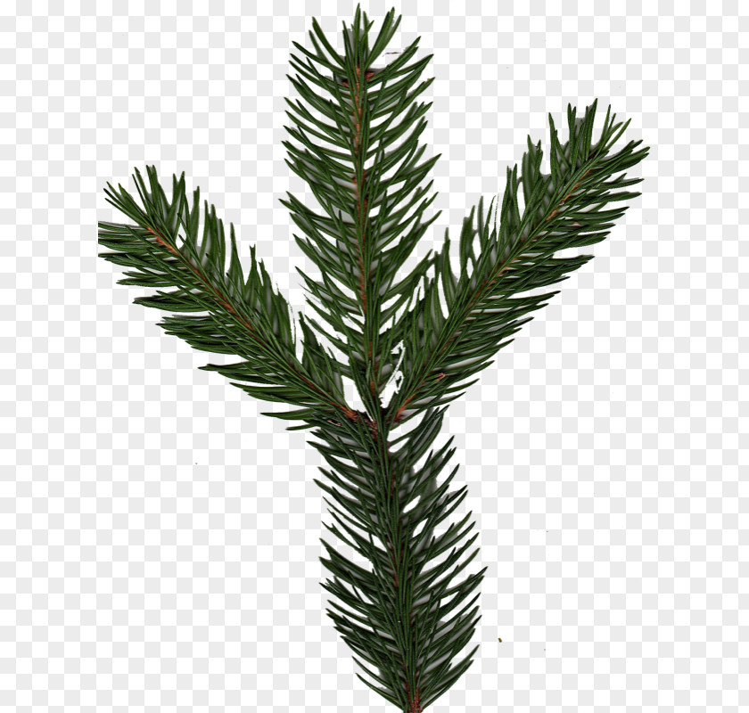 Coltsfoot Spruce Pine Fir Yews Evergreen PNG