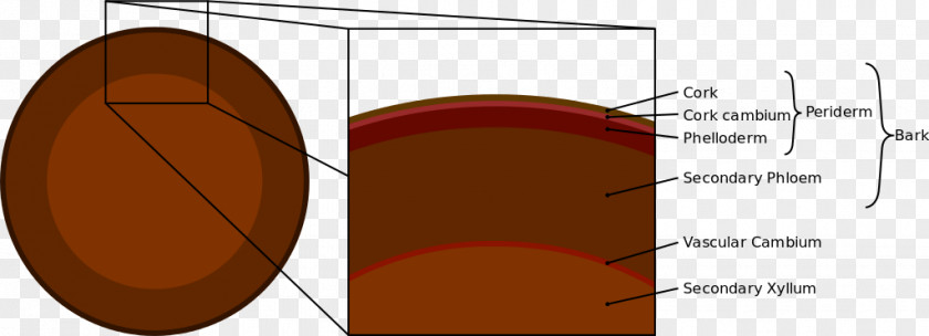 Diagram Tree Bark Vascular Cambium Leucadendron Argenteum Plant Stem PNG