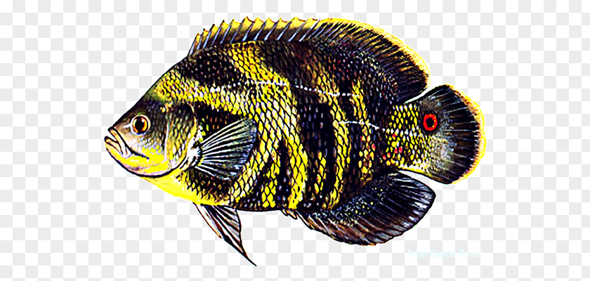 Ikan Kelisa Oscar Common Carp Aquarium Freshwater Fish PNG