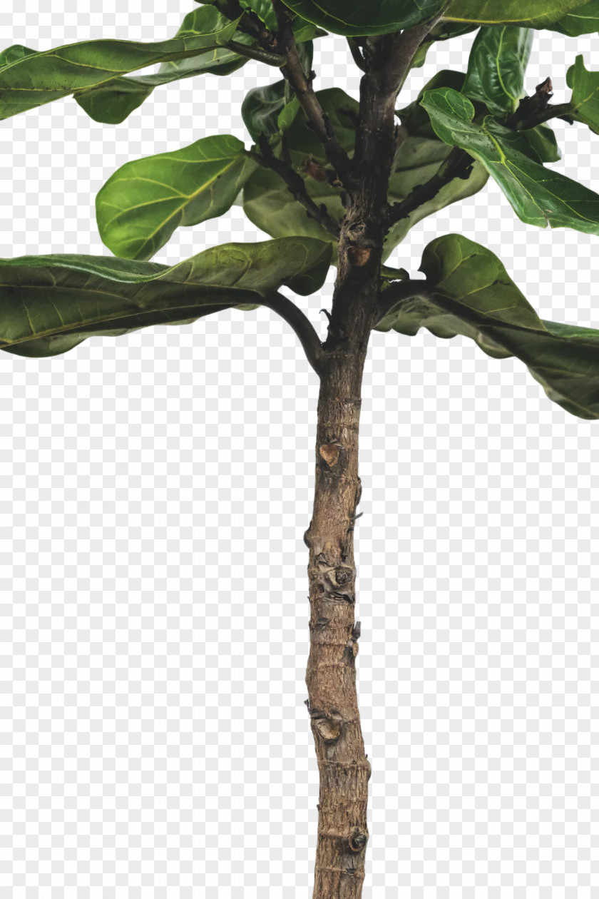 Leaf Plant Stem Twig M-tree Tree PNG