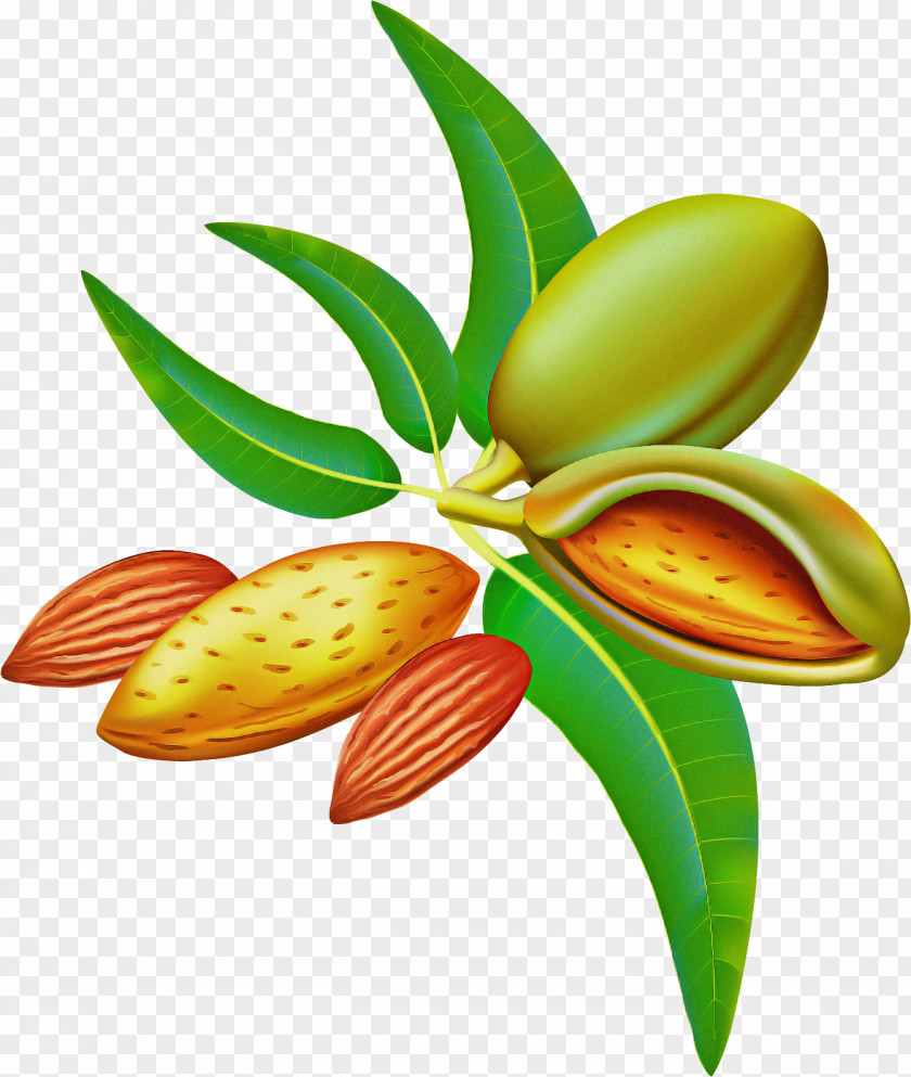 Plant Leaf Flower PNG