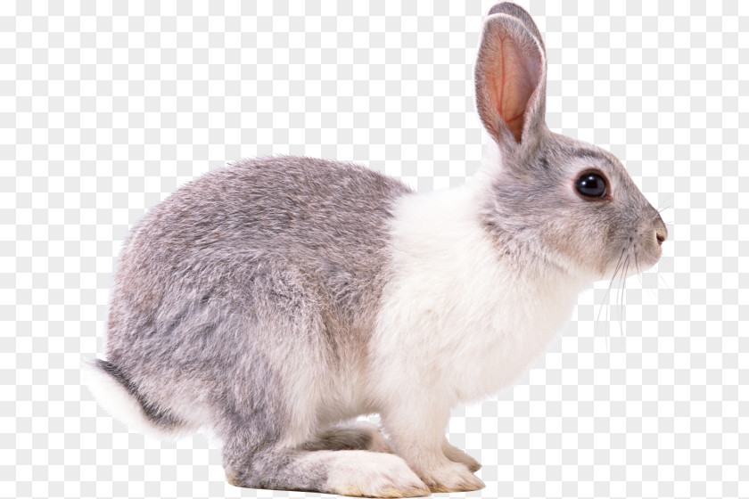 Rabbit Hare European PNG