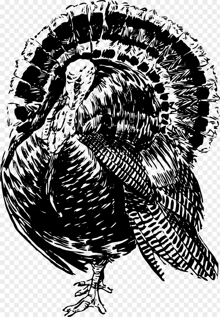 Turkey Bird Drawing Line Art Clip PNG