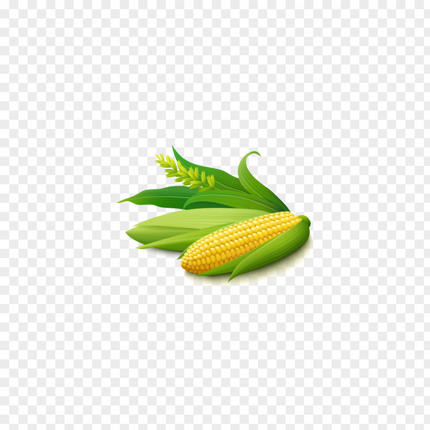 Corn On The Cob Maize Corncob Stock Illustration PNG