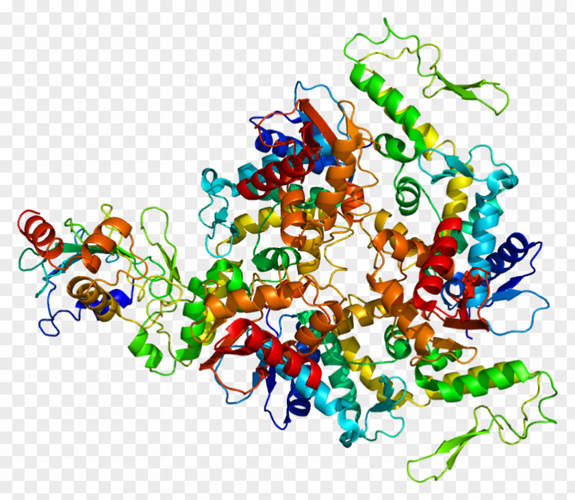 UBE3A Protein Angelman Syndrome DNA Polymerase II Gene PNG