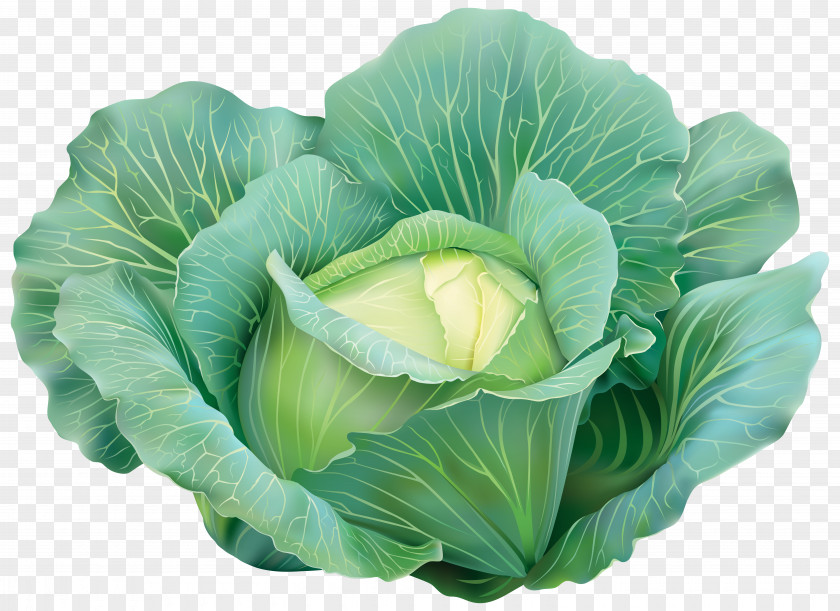 Vegetable Red Cabbage Leaf Clip Art PNG