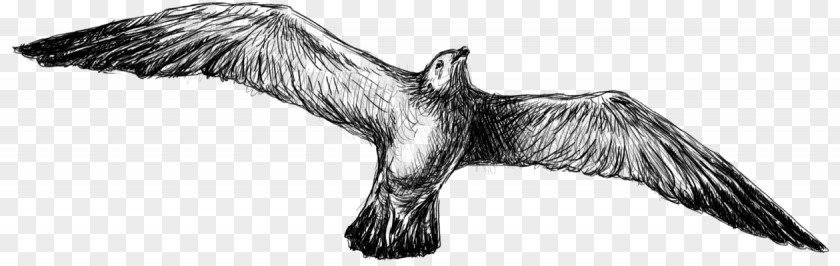 Bird Bald Eagle Feather Beak Vulture PNG