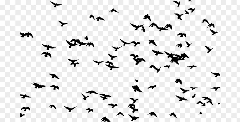 Bird Goose Flock Flight Clip Art PNG