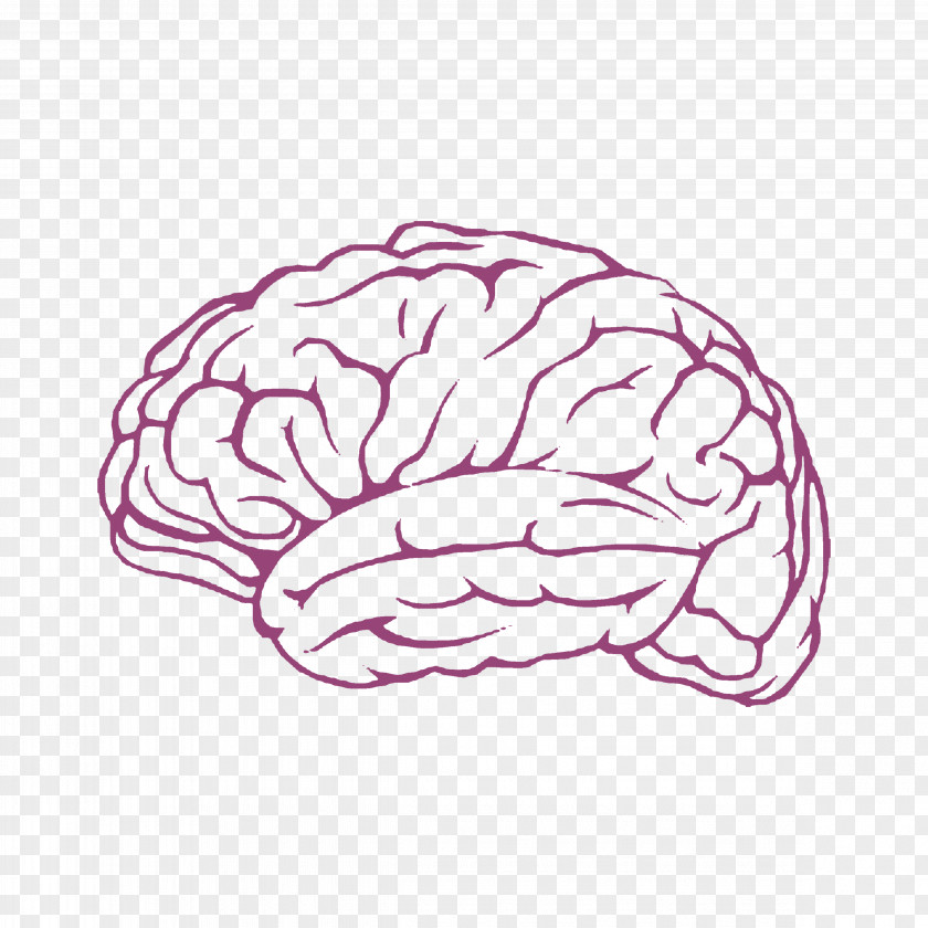 Brain Frames Of Mind: The Theory Multiple Intelligences Clip Art PNG