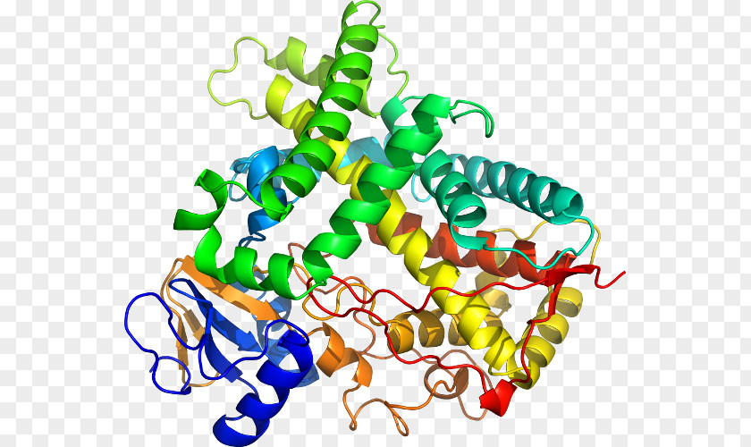 Cytochrome P450 Family 1 Member A1 CYP1A2 Enzyme CYP2C19 PNG