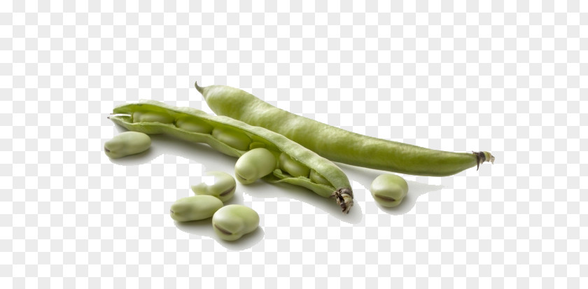 Vegetable Broad Bean Pod Seed PNG