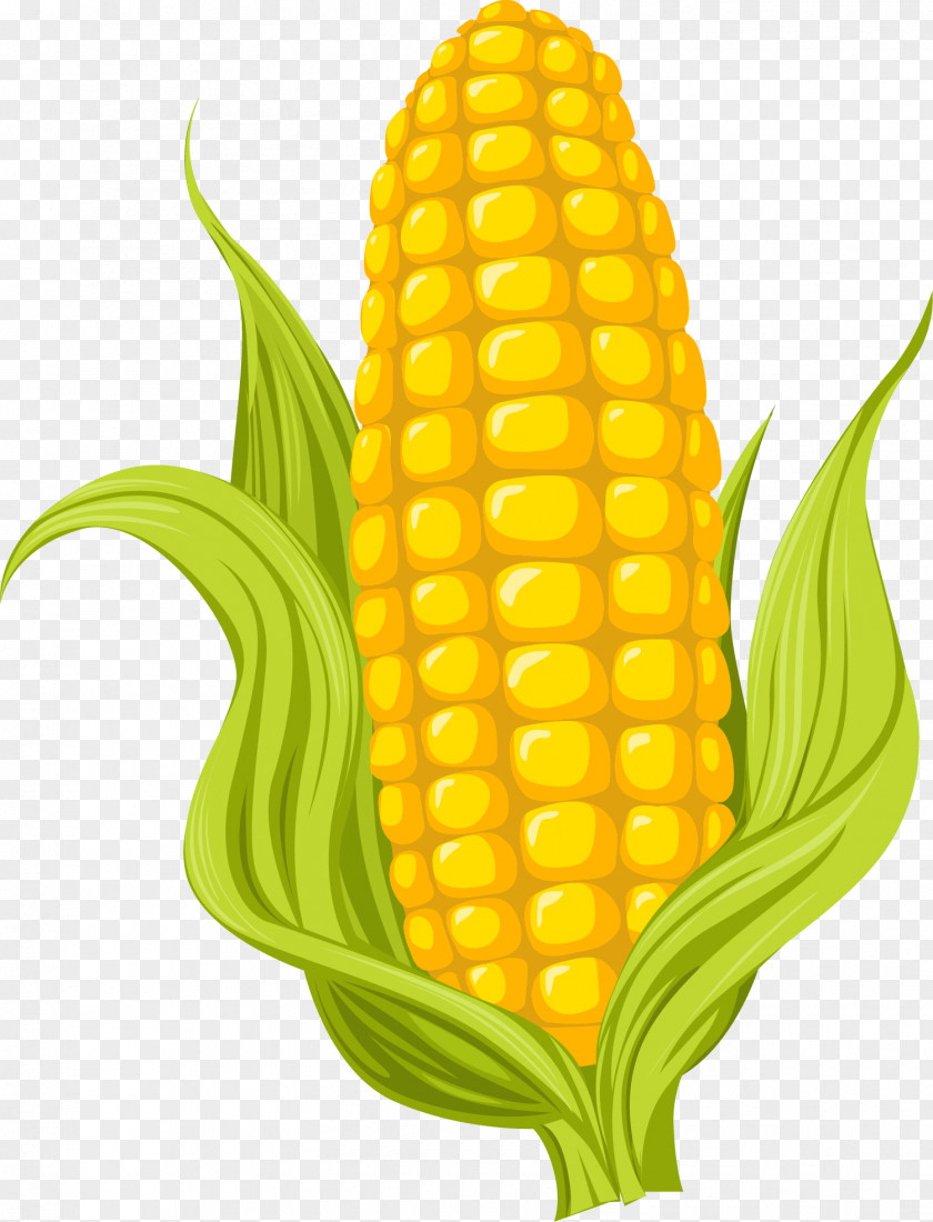 Cartoon Yellow Corn Maize Drawing Photography Illustration PNG