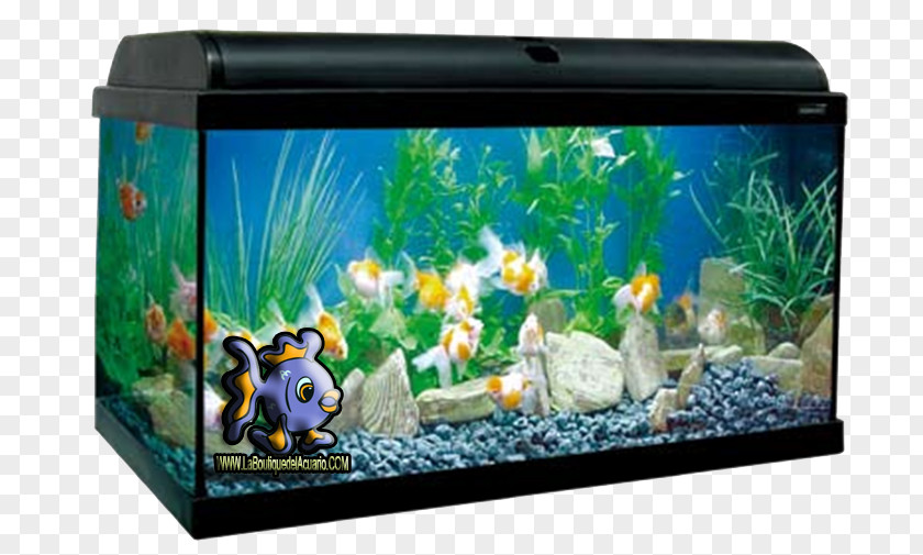 Macarron Aquariums Naiad Amphibian Reptile PNG