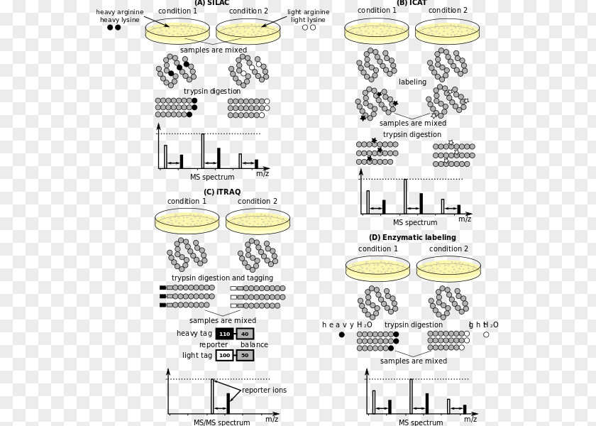 Mass Spectrometry Quantitative Proteomics Isotope-coded Affinity Tag Isobaric For Relative And Absolute Quantitation PNG