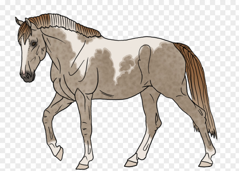 Mustang Foal Mare Mane Stallion PNG