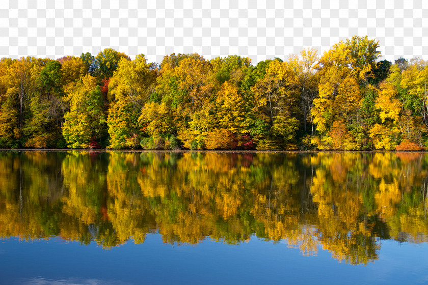 Forest Lake Background Wallpaper PNG