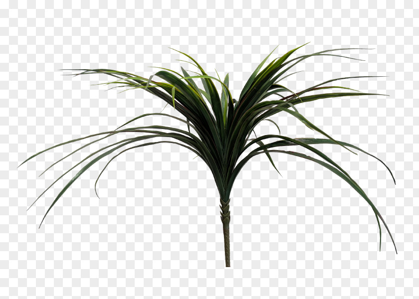 Leaf Arecaceae Grasses Plant Stem Tree PNG