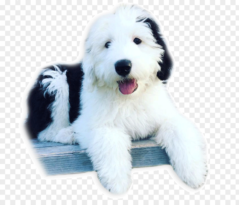 Puppy Goldendoodle Old English Sheepdog Polish Lowland Bearded Collie South Russian Ovcharka PNG