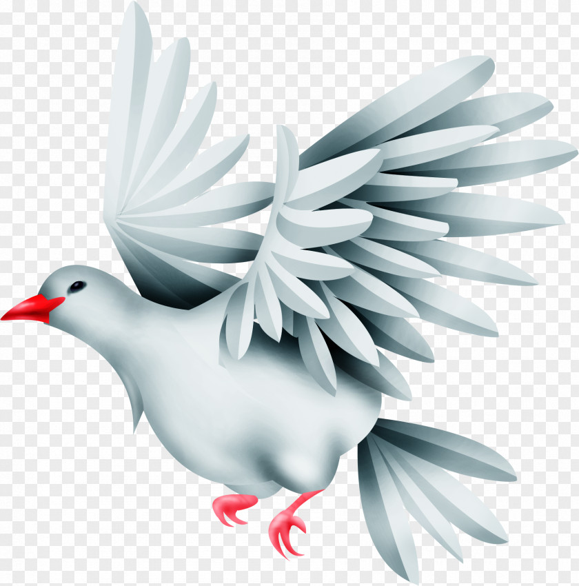 Bird Columbidae Typical Pigeons Clip Art PNG
