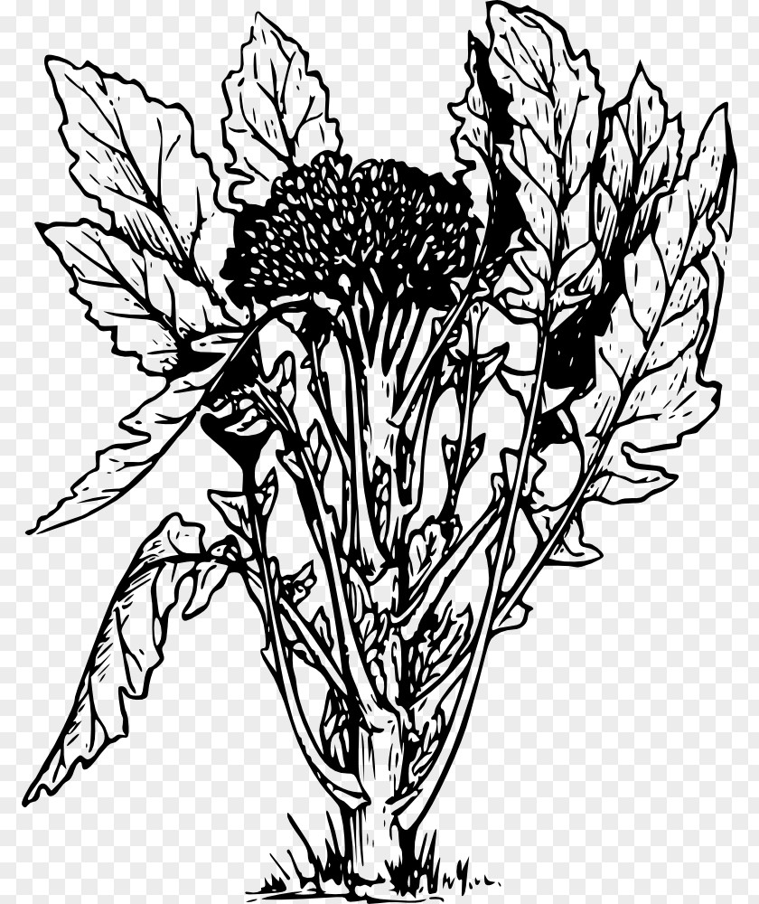 Broccoli Slaw Vegetable Drawing PNG
