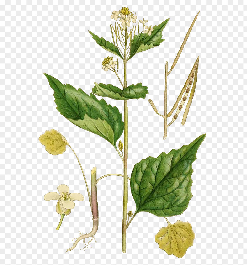 Bronchial Asthma Garlic Mustard Biennial Plant Botany Silique PNG