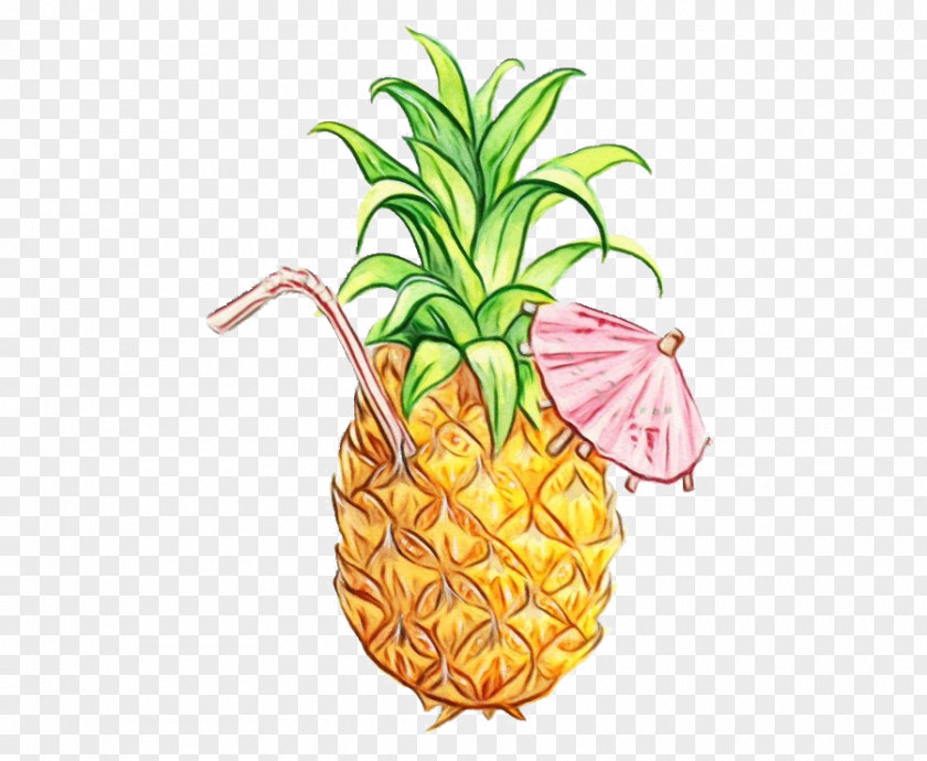 Drawing Poales Watercolor Plant PNG