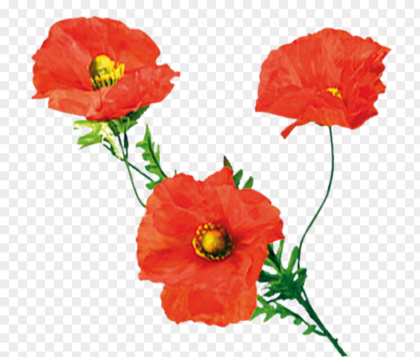 Flower Wildflower Common Poppy Clip Art PNG