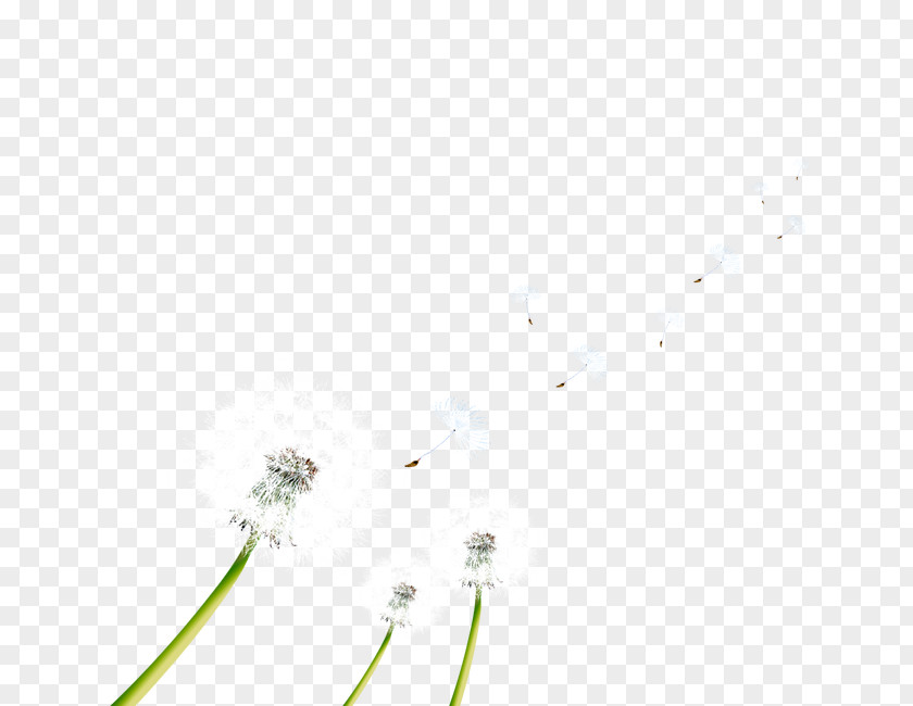 Flying Dandelion Advertising LINE Notebook Pattern PNG