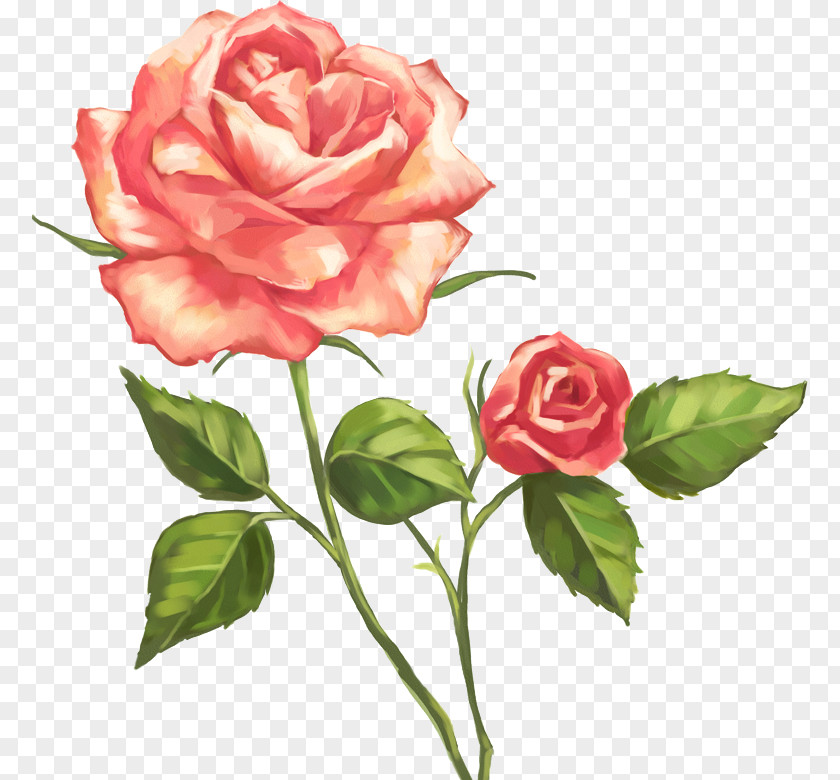 Garden Roses PNG