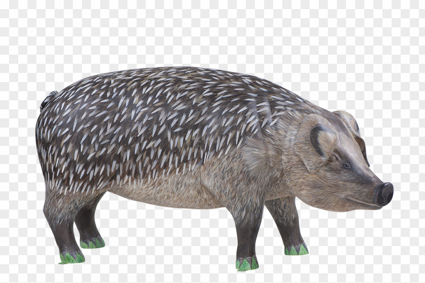 Pig Wild Boar Hedgehog Peccary Mammal Squirrel PNG