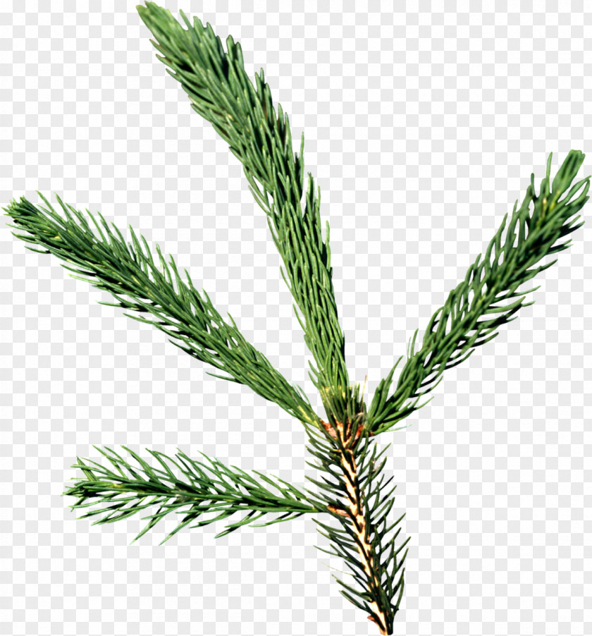 Spruce Conifers Pine Needle Fir PNG