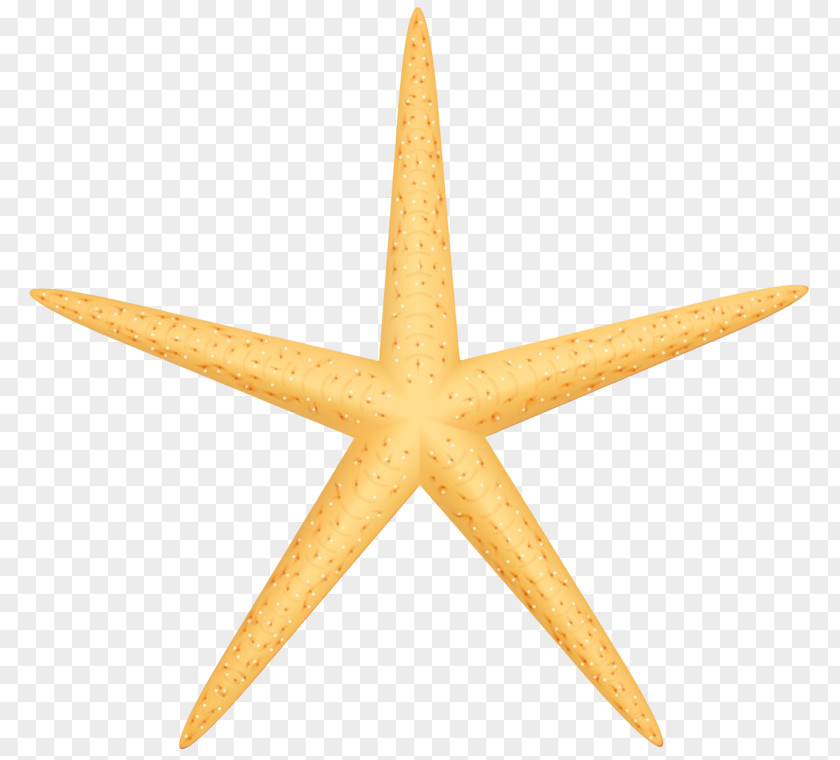 Starfish Star Cartoon PNG