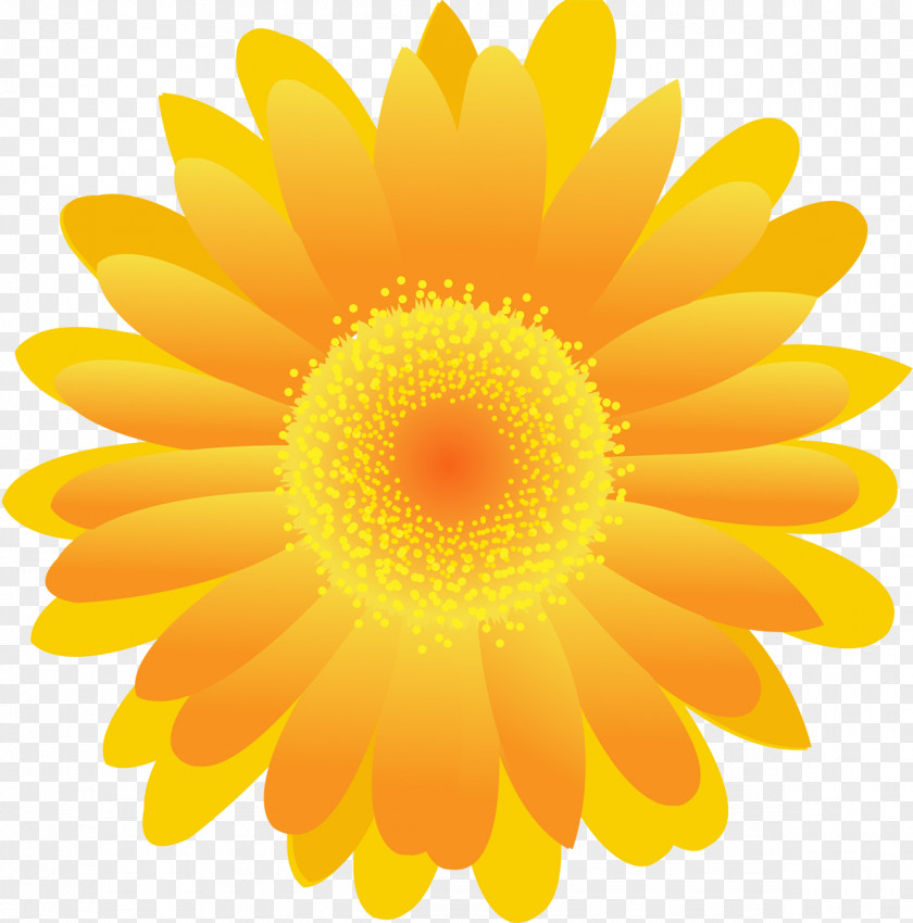 Sunflower Flower Yellow Stock Photography Common Daisy PNG