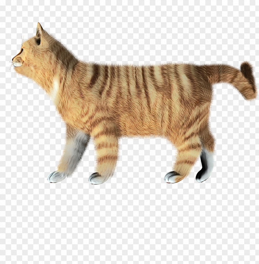 Tail European Shorthair Cat Animal Figure Small To Medium-sized Cats PNG