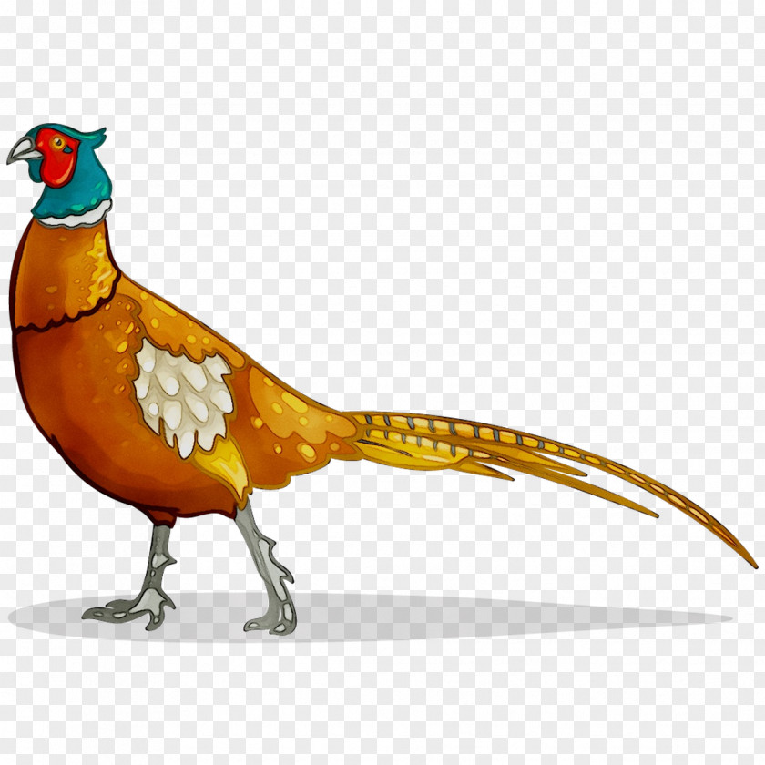 Chicken Pheasant Feather Fauna Beak PNG
