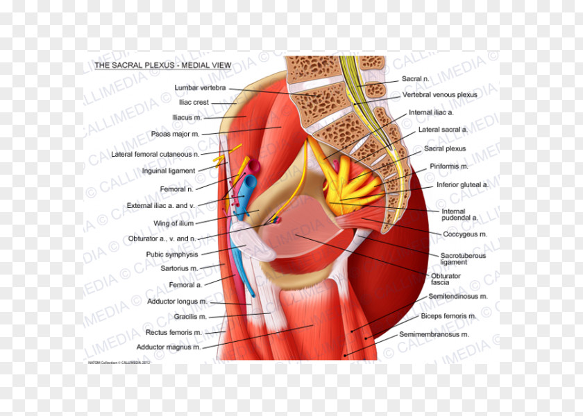 Sacral Plexus Sacrum Lumbar Muscle PNG