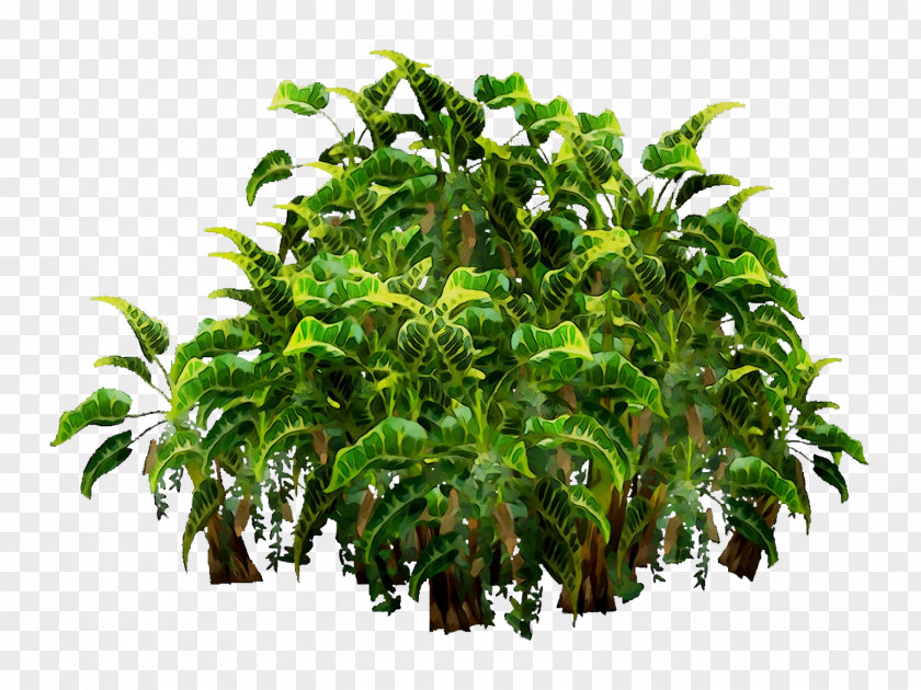 Tree Flowerpot Houseplant Shrub Herb PNG