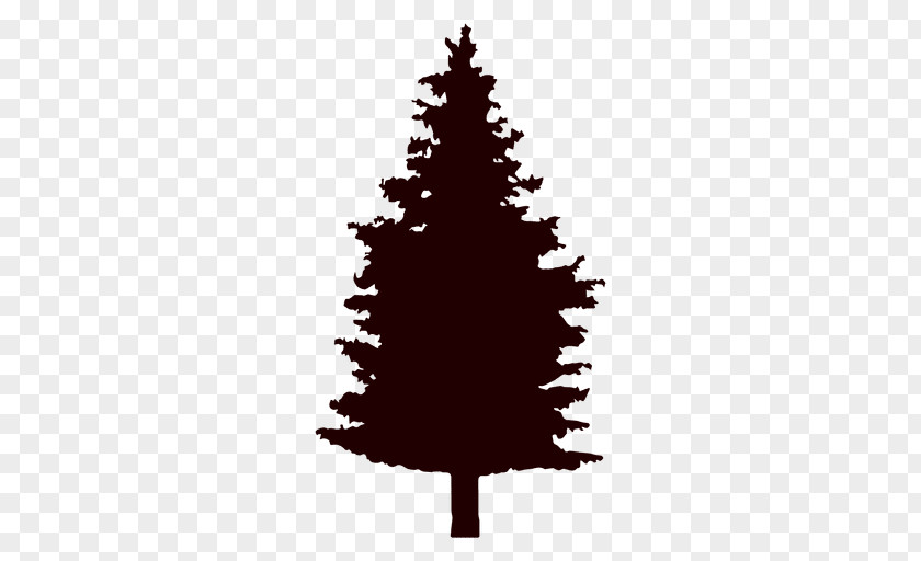 Tree Vector Pine Fir Conifers PNG