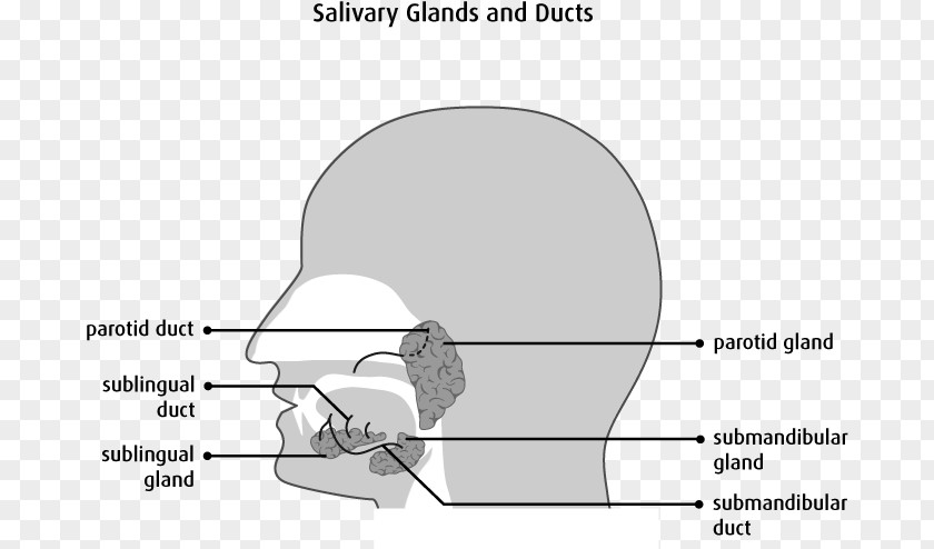 Cancer Cell Details Salivary Gland Tumours Parotid Duct PNG